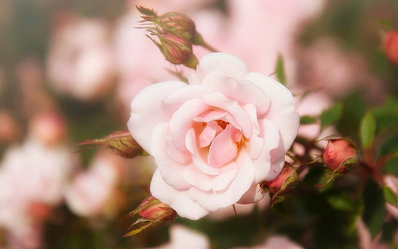 spring, rosebud, rose, pink roses, roses, bud rose, HD wallpaper