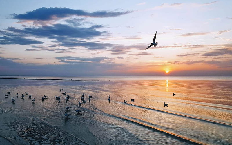 Sea and Gulls in Latvia, sunset, clouds, gulls, sea, Latvia, HD wallpaper
