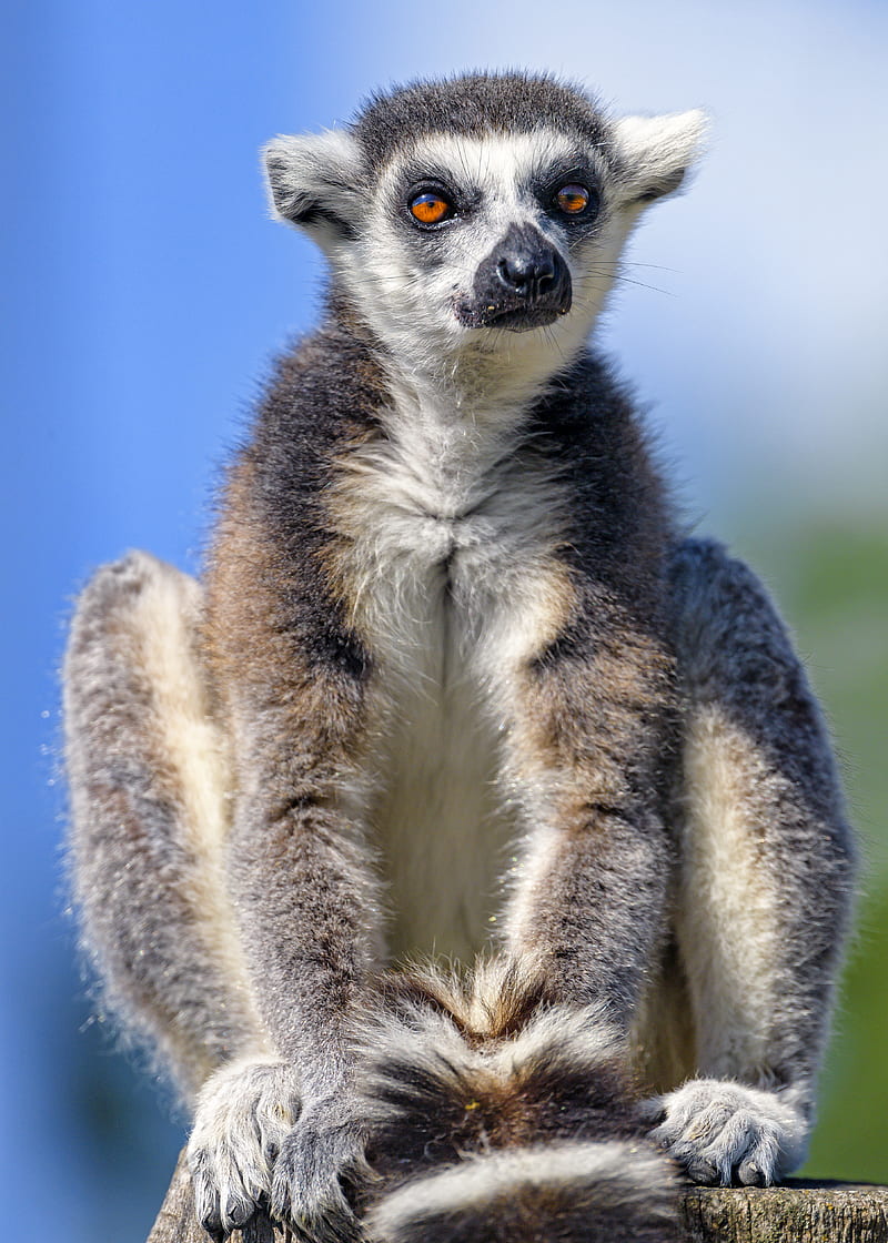 lemur, animal, glance, furry, HD phone wallpaper
