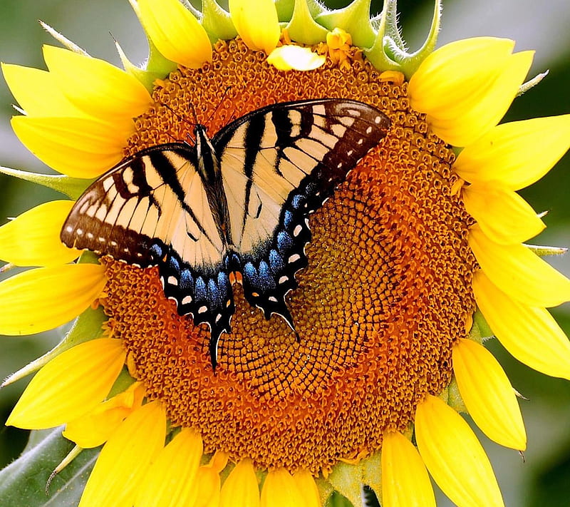Butterfly Sunflower, look, nice, HD wallpaper