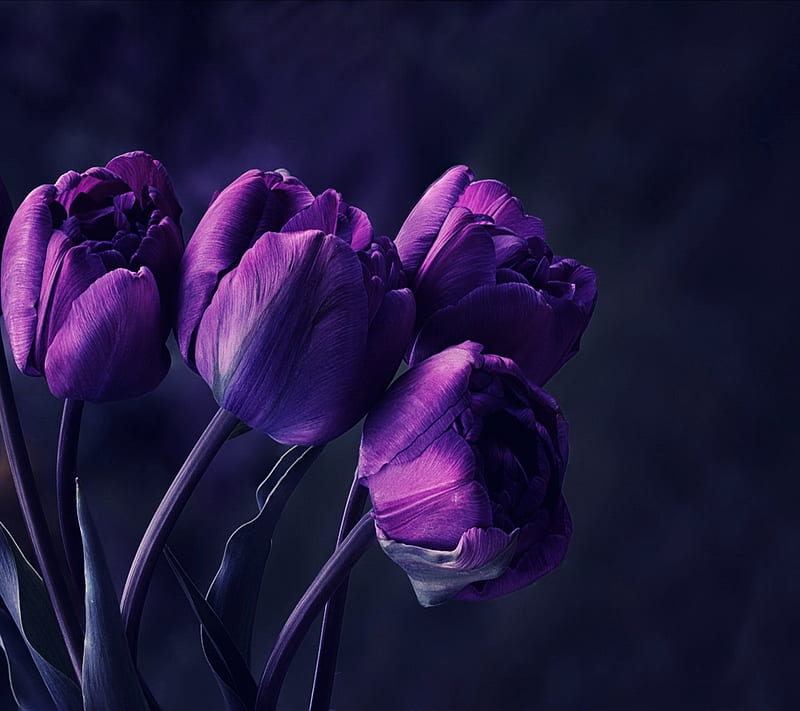 purple tulips, art, cool, desenho, flower, nature, new, HD wallpaper
