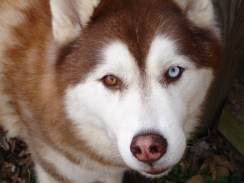 Siberian Husky, huskies, eye color, eye colors, two tone eyes, different eyes, eyes, husky, dog, HD wallpaper