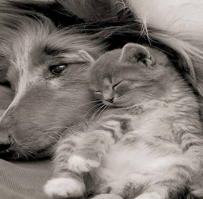 So sweet moment!, armful, sepia, sleep, kitty, cat, small, sweet moment, color, nature, animals, dog, HD wallpaper