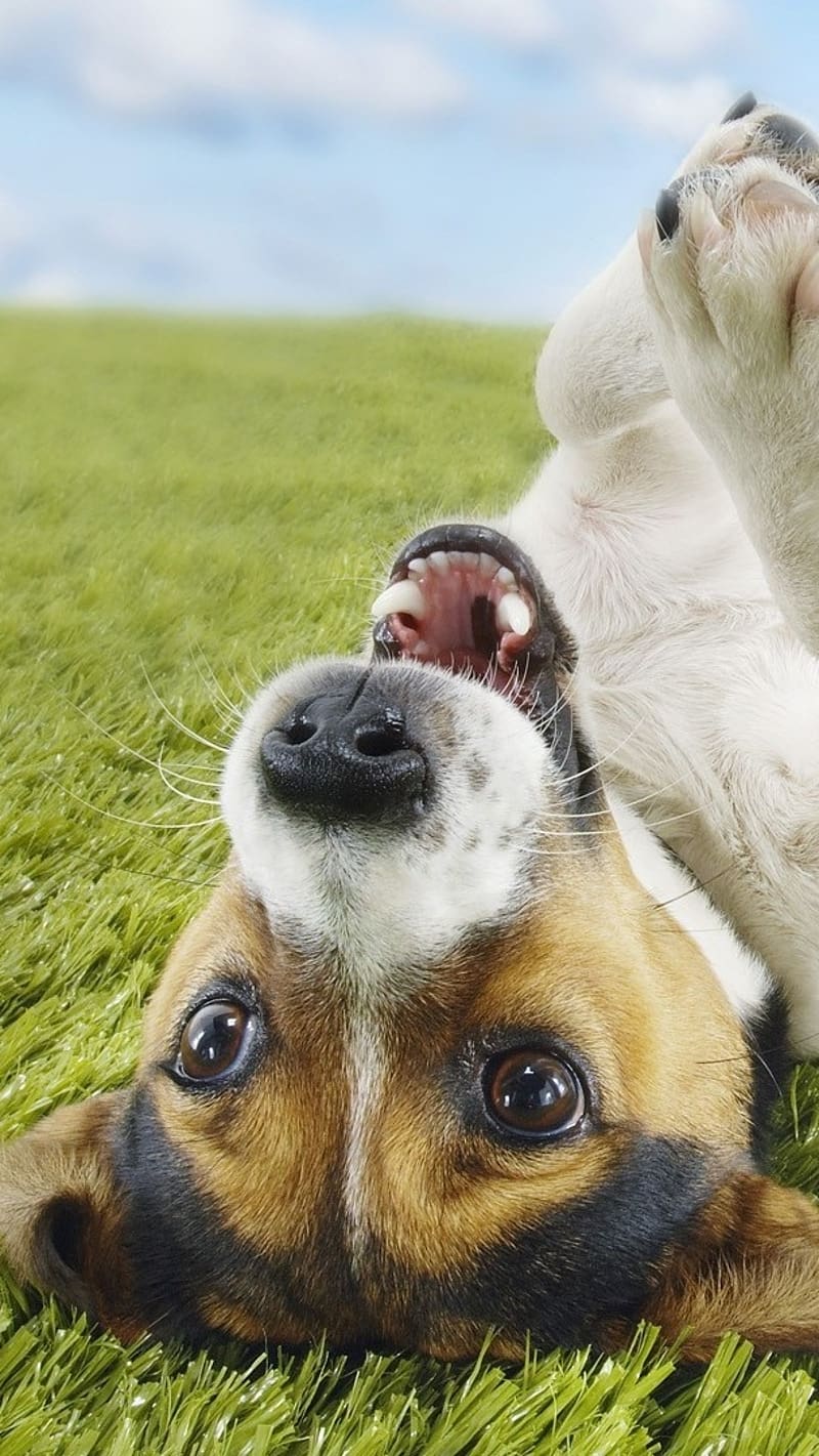 Funny Dog, Perro contento, funny, dog, HD phone wallpaper | Peakpx