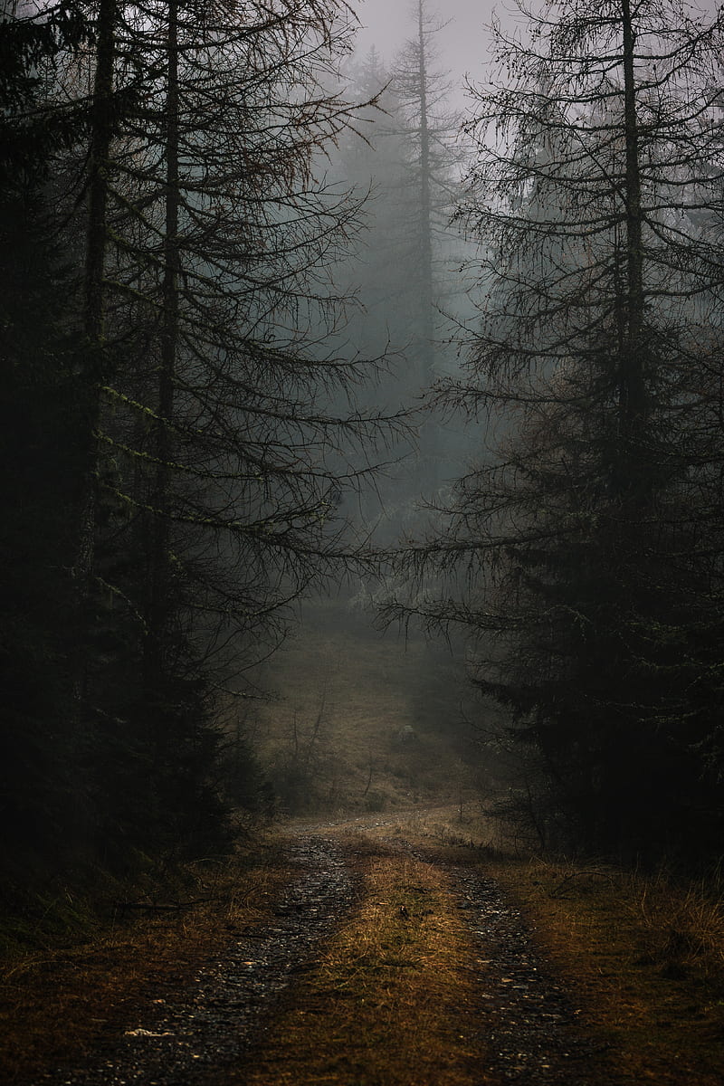 fog, path, branches, forest, trees, autumn, gloomy, HD phone wallpaper