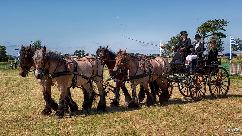 Horses And Carriage, Carriage, Horses, Riding, Coach, HD wallpaper