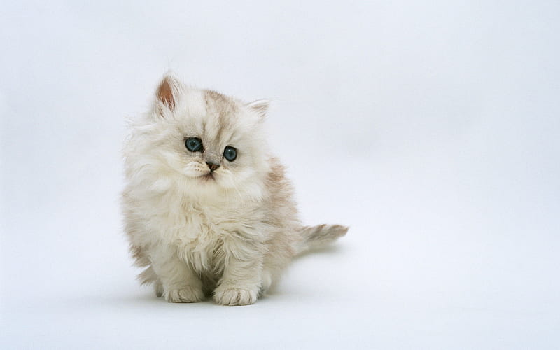 gray fluffy kitten, cute cat, pets, small cats, HD wallpaper
