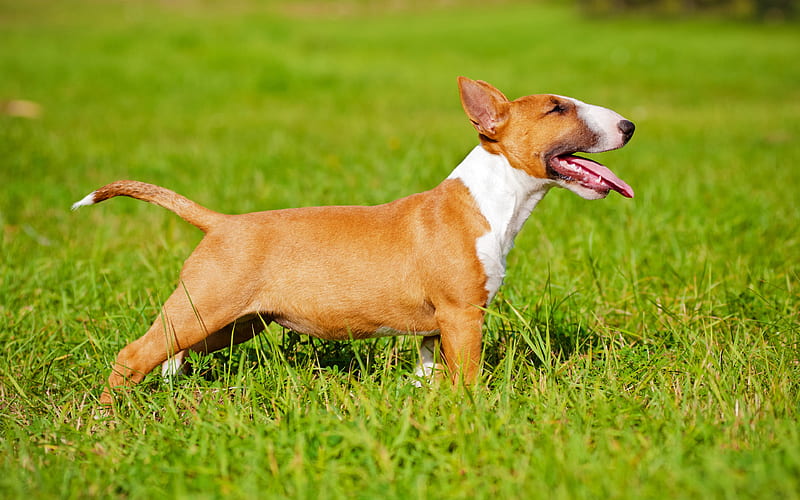 Bull Terrier, lawn, dogs, puppy, pets, Bull Terrier Dog, brown Bull Terrier, HD wallpaper