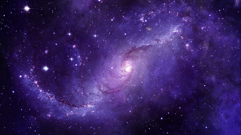 real purple cosmos