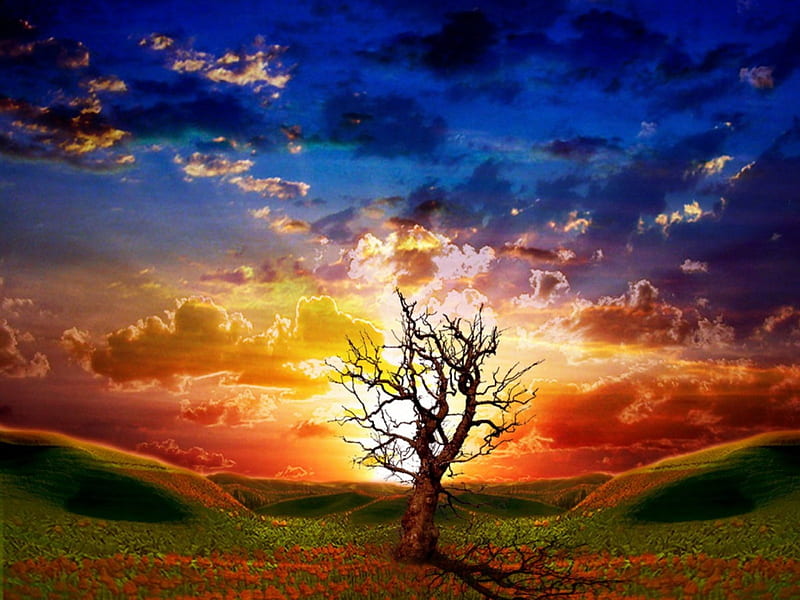 Dead tree at sunset, colorful, cloud, sunset, sky, dead tree, HD wallpaper