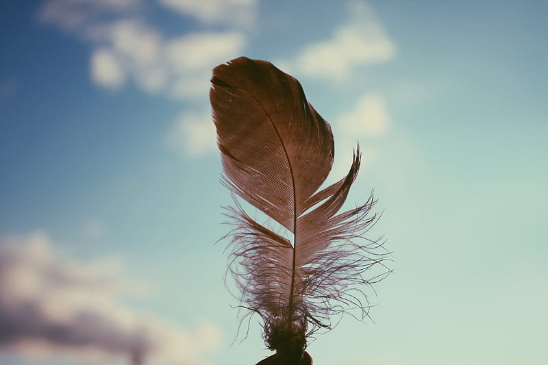 Feather Sky , nature, feather, sky, graphy, HD wallpaper