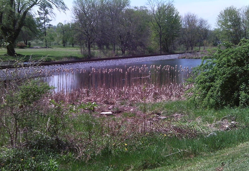 cattails in pond, pond, train tracks, cattails, grass, trees, field, HD wallpaper