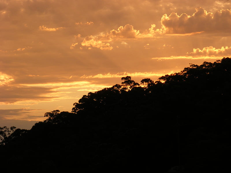 sunset, dusk, trees, clouds, HD wallpaper