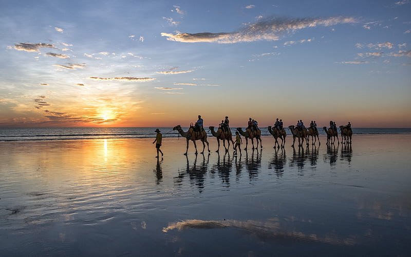 camels, sunset, sea, coast, tourists, summer, Egypt, caravan, HD wallpaper