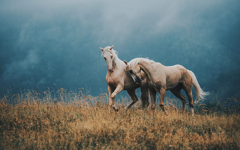brown horses, pair of horses, beautiful animals, mountains, horses, HD wallpaper