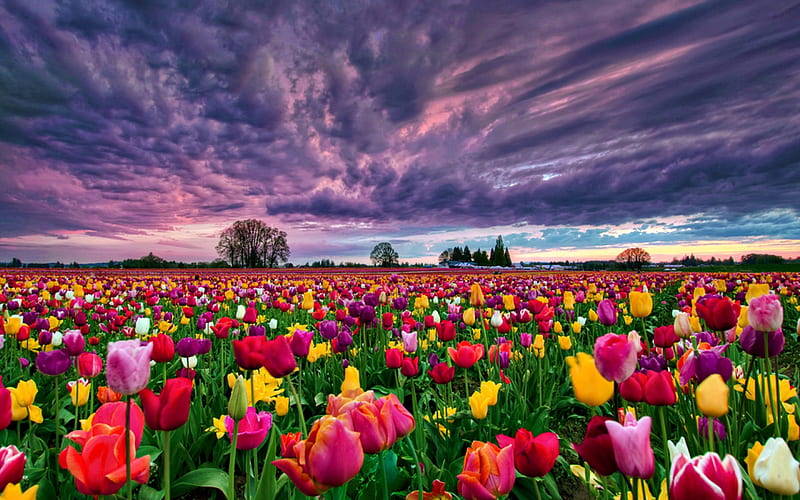 Tulips field at sunset, pretty, colorful, lovely, bonito, spring, carpet, sky, clouds, freshness, nature, tulips, field, meadow, HD wallpaper