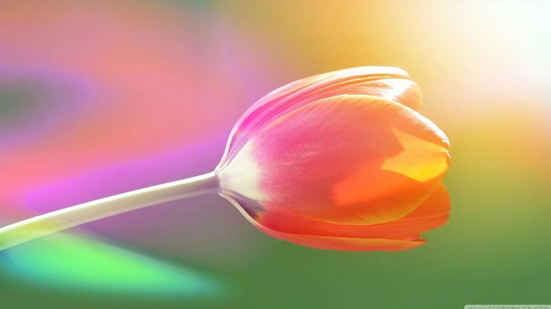 Single tulip, colorful, orange, yellow, graphy, bokeh, close-up, flowers, pink, tulip, spring, abstract, softness, purple, macro, colours, nature, petals, HD wallpaper