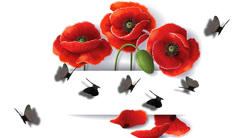 Poppies and butterflies, red, poppy, butterfly, flower, black, white, card, HD wallpaper