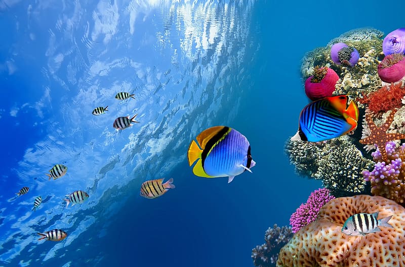 Fishes, Coral, Animal, Fish, Butterflyfish, HD wallpaper