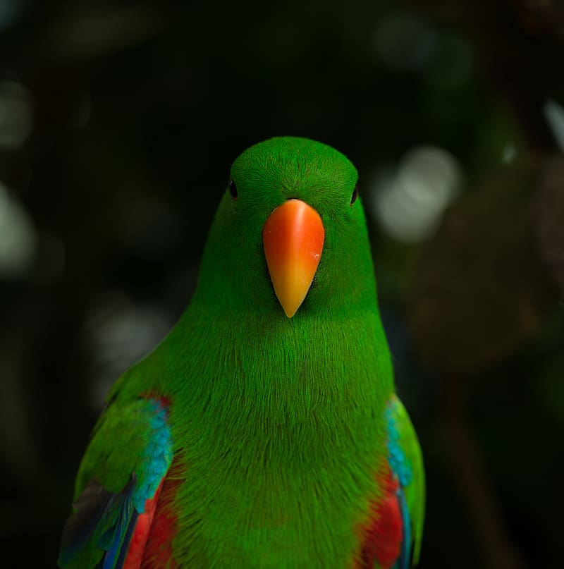 moluccan eclectus, parrot, beak, bird, green, HD phone wallpaper