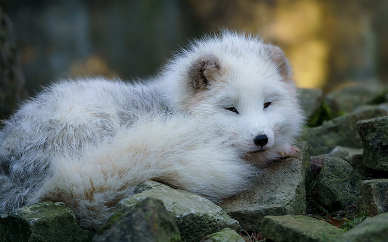 Arctic fox, polar fox, cub, cute animals, wildlife, white little fox, HD wallpaper