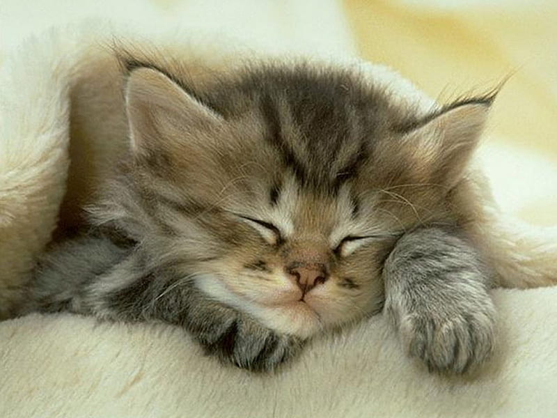 Cute cat sleeping, cute, sleep, dreams, cat, kitten, bed, animal, HD wallpaper