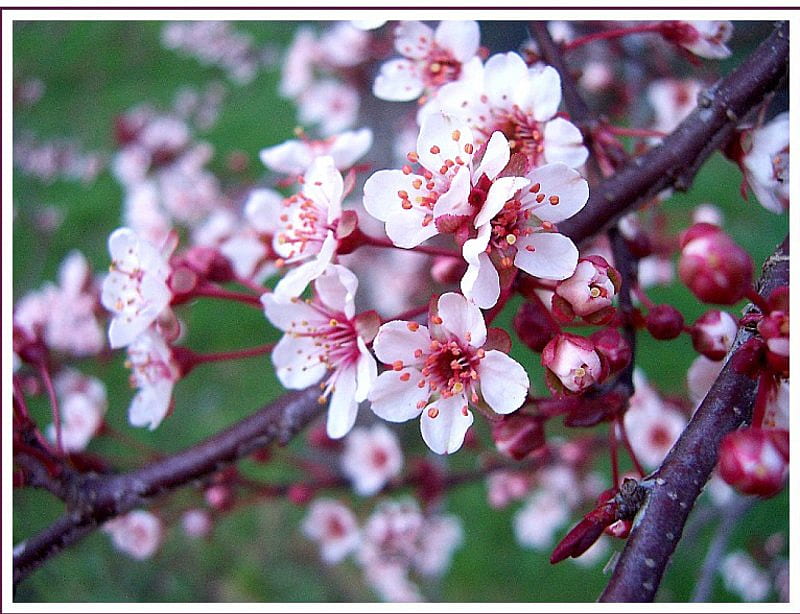 Plum Blossoms, blossoms, plum tree, spring, HD wallpaper