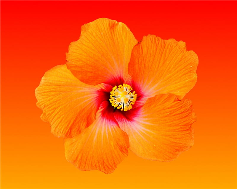 Orange hibiscus, gizzzi, orange, hibiscus, flower, sunset, HD wallpaper