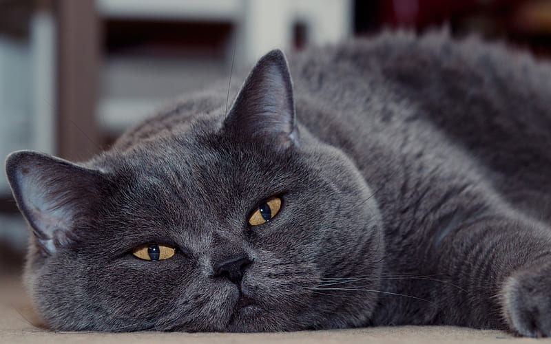 British short-haired cat, tired gray cat, funny animals, pets, cats, HD wallpaper