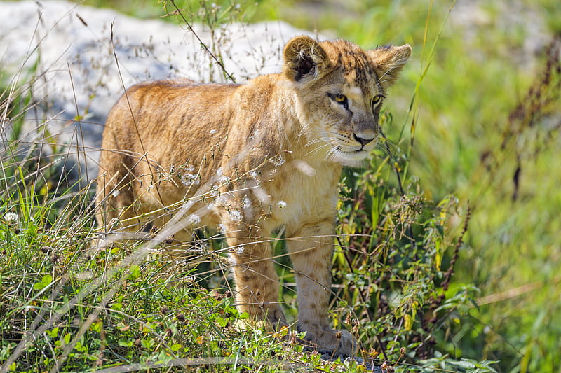 lion cub, cub, glance, predator, grass, HD wallpaper