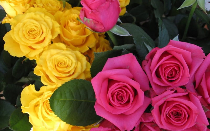 Rosas amarillas y rosadas, verde, rosa, flor, amarillo, rosa, Fondo de  pantalla HD | Peakpx