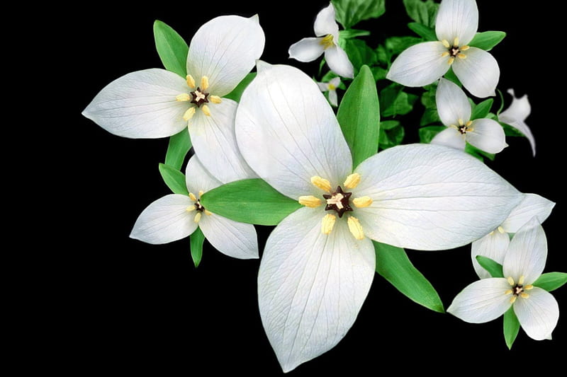 Trillium, white flowers, flowers, nature, lovely flowers, HD wallpaper