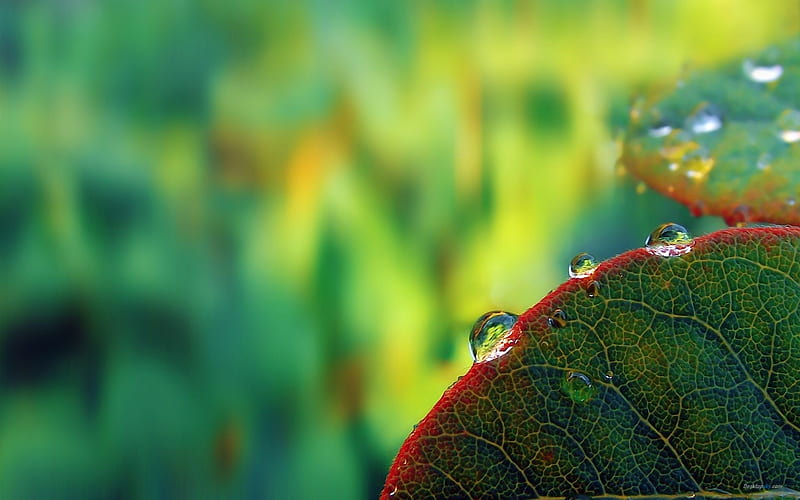 Leaf green -Plant dew, HD wallpaper