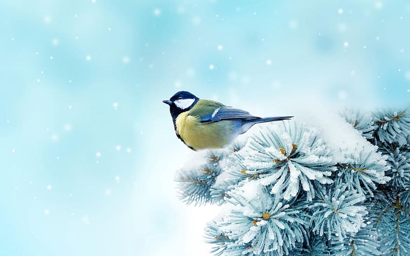 Winter bird, Tel, havas, madar, termeszet, HD wallpaper