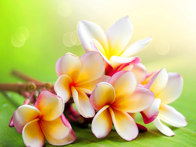 Flores delicadas, bonitas, encantadoras, frescas, amarillas, soleadas,  bonitas, Fondo de pantalla HD | Peakpx