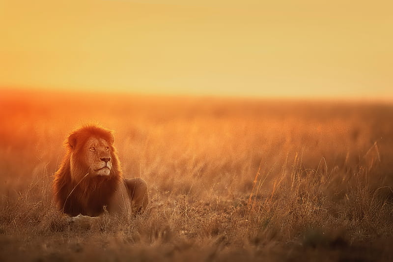 lion, predator, big cat, glance, sunset, HD wallpaper