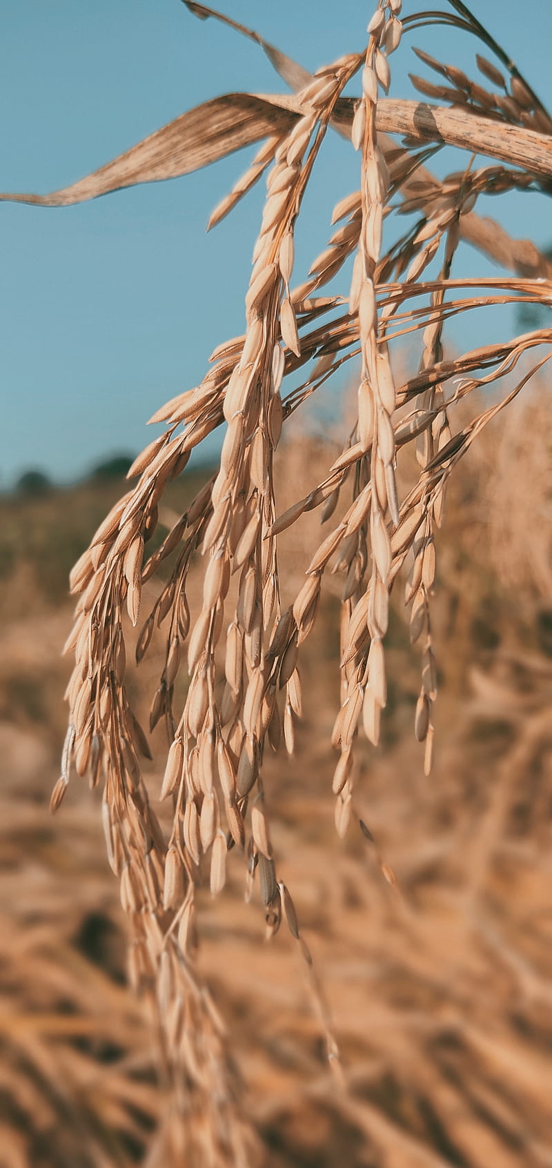 Wheat, farmers, nature, HD phone wallpaper