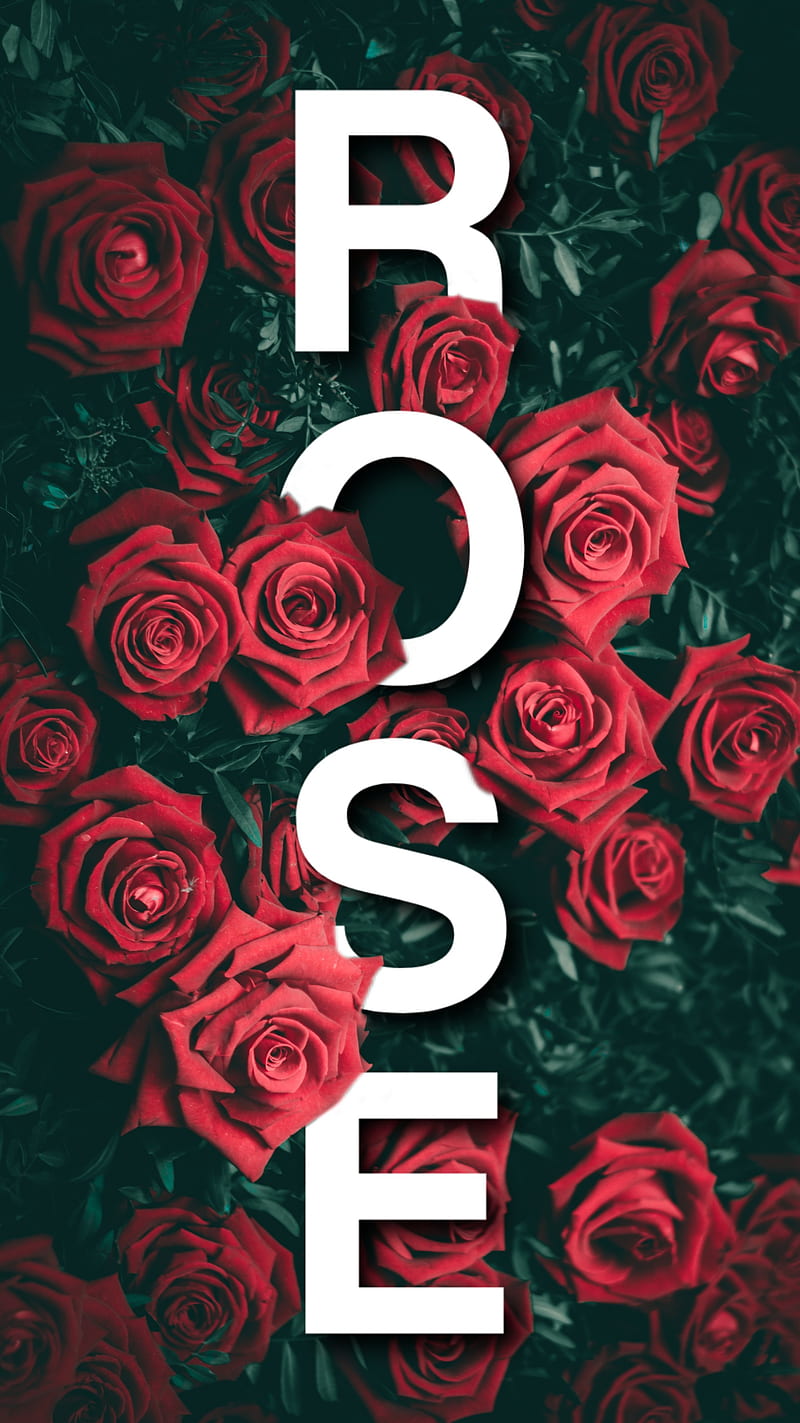 Rose, alphabet, flower, letter, letters, nature, phone, red, HD phone  wallpaper | Peakpx