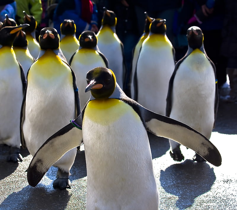 Here Come Penguins, animal, cute, nature, penguin, tux, tuxedo, HD wallpaper