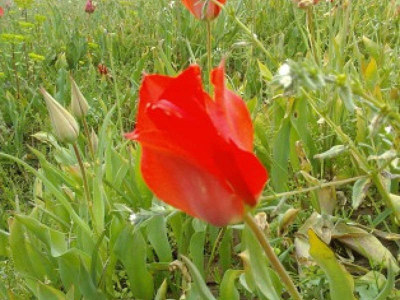 wild tulip, pretty, red, sweet, HD wallpaper