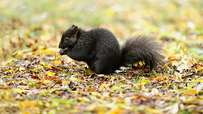 Black Squirrel Is Standing On Dry Leaves In Blur Background Squirrel, HD wallpaper