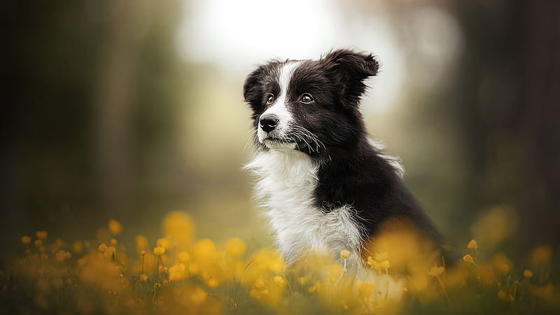 Black White Border Collie Is Sitting In Yellow Flowers Field Dogs, HD wallpaper
