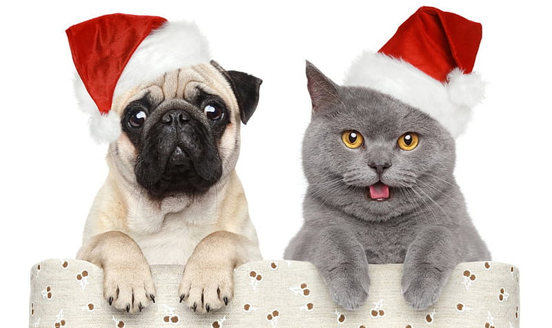 Happy Christmas, christmas, cat, happy, dog, HD wallpaper | Peakpx