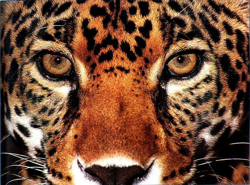 Jag, markings, jaguar, cat, eyes, HD wallpaper