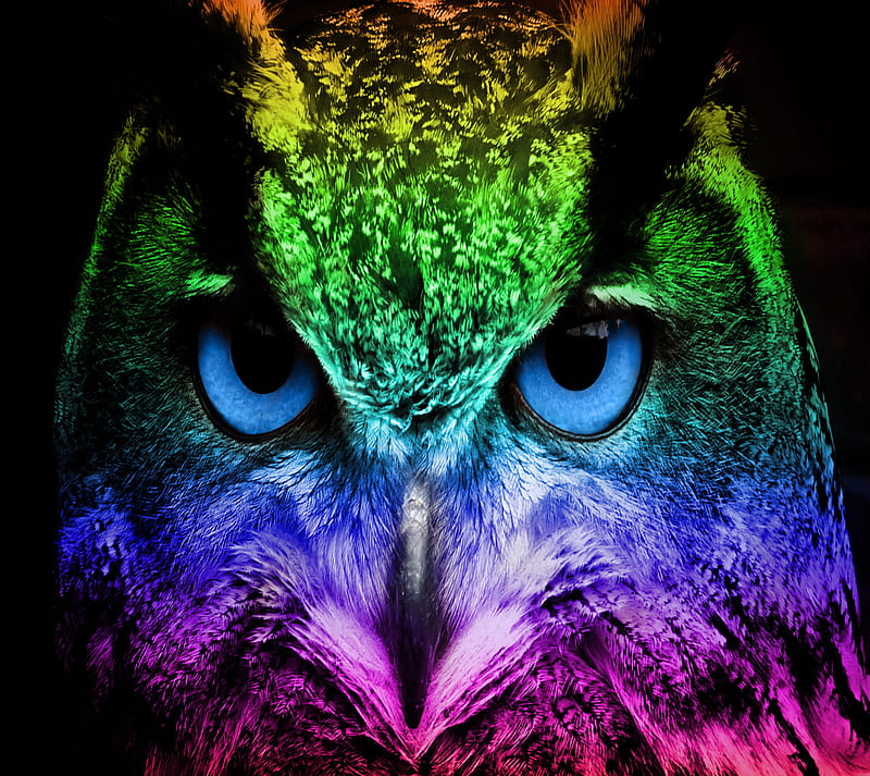 rainbow owl, awesome, bird, cute hipster, night, retro, HD wallpaper