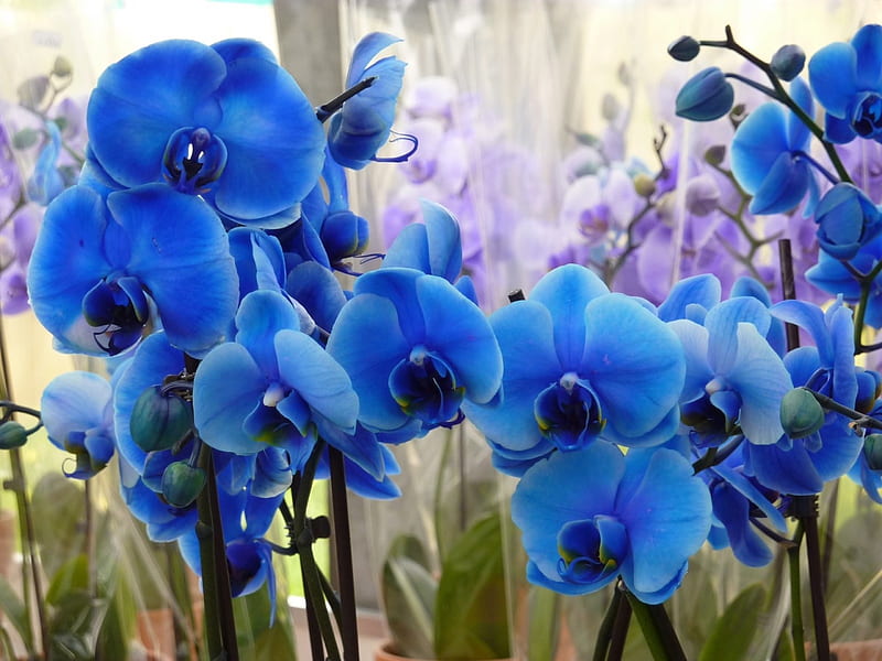 Blue Orchids!, nature, orchids, blue, wallpaper | Peakpx