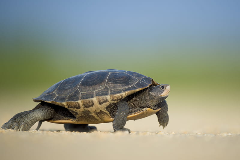 focused of a sea turtle walking on the seashore, HD wallpaper