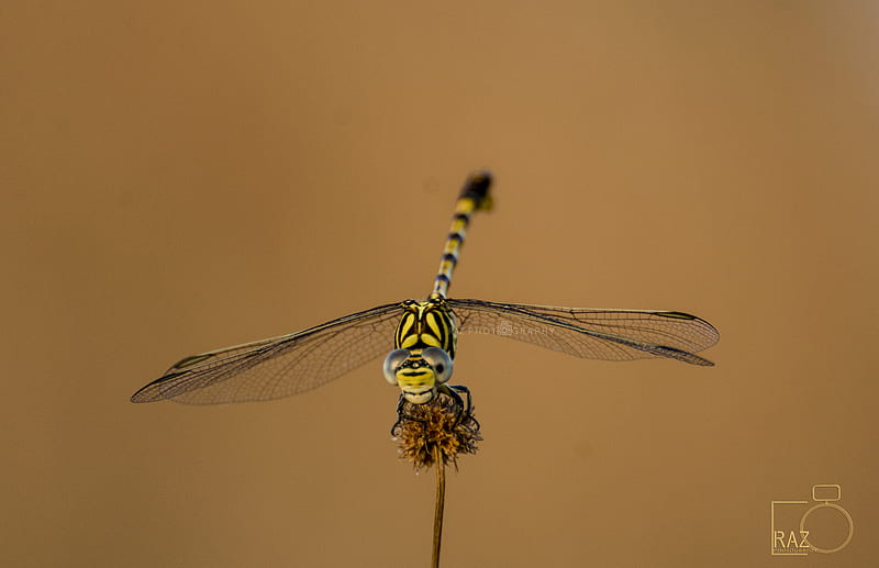 dragonfly, india, kerala, nikond7000, HD wallpaper