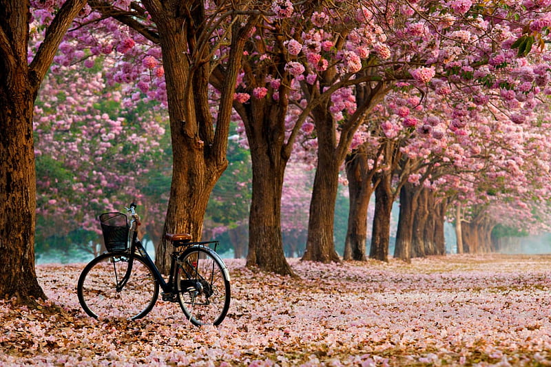 Hello Spring, spring time, pink flowers, bicycle, flowers, spring, petals, bike, trees, HD wallpaper