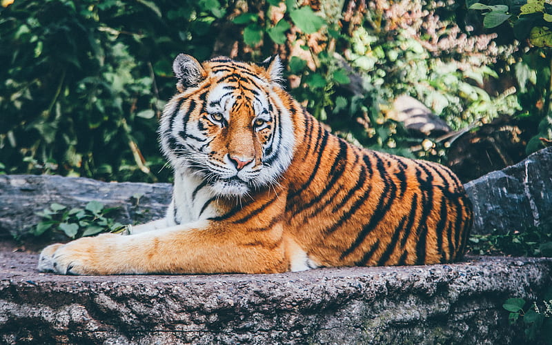 tiger Panthera tigris, predators, zoo, tigers, HD wallpaper